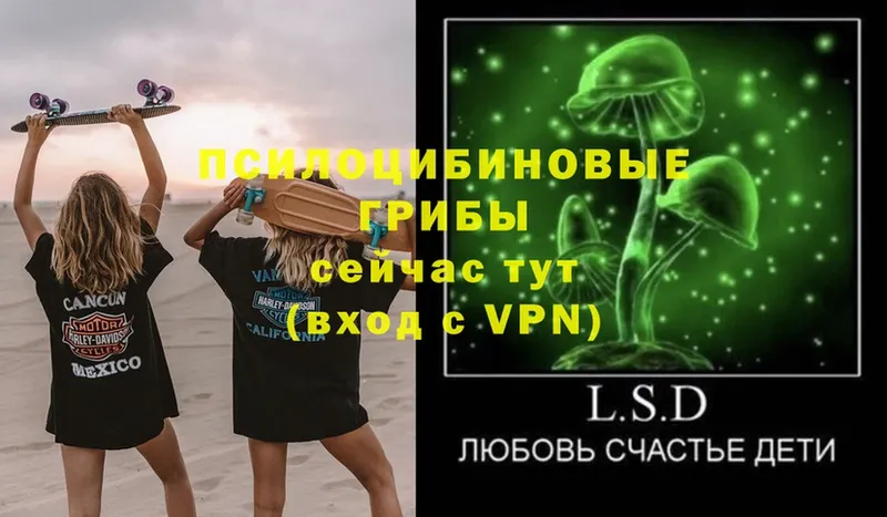 Псилоцибиновые грибы Psilocybe Кондопога